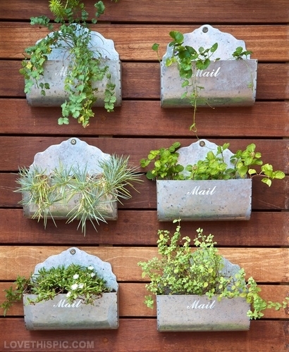 22516-Wooly-Pocket-Garden-Tips.jpg